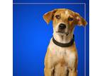 Toto, Labrador Retriever For Adoption In San Diego, California
