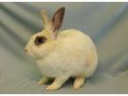 Adopt LILY a Bunny Rabbit