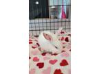 Adopt SAM a Bunny Rabbit