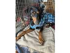 Emily, Doberman Pinscher For Adoption In Albuquerque, New Mexico