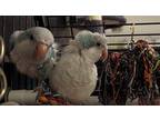 Bill And Ted, Parakeet - Quaker For Adoption In Hinckley, Illinois