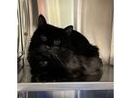 Maddie, Domestic Mediumhair For Adoption In Stouffville, Ontario