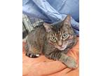 Felix (bonded To Gigi) (foster To Adopt), Domestic Shorthair For Adoption In