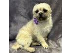 Adopt Elle Mae a Brussels Griffon