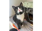 Scrambles, Domestic Shorthair For Adoption In Guelph, Ontario