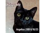 Adopt Angelica a Domestic Short Hair, Bombay
