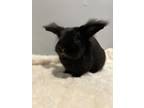 Saturn, Lionhead For Adoption In St. Catharines, Ontario