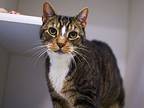 Cappo, Domestic Shorthair For Adoption In Brooklyn, New York