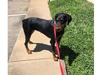 Darcey, Doberman Pinscher For Adoption In Cypress, Texas