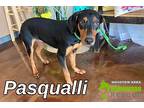 Pasqualli, Doberman Pinscher For Adoption In Cypress, Texas