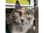 Adopt Lee Lee a Dilute Calico