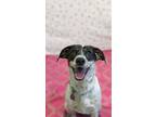 Adopt Pixie a Cattle Dog, Mixed Breed