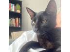 Adopt Arwen a Domestic Short Hair