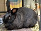 Adopt Rabbit a Bunny Rabbit