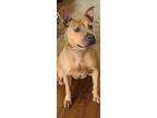 Adopt Mamma a American Staffordshire Terrier