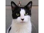 Adopt Kiera a Domestic Short Hair