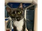 Adopt Morgan a Domestic Shorthair / Mixed (short coat) cat in South Bend