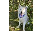 Adopt Sprite a White Husky dog in Castle Rock, CO (38314966)