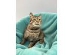 Adopt June a Domestic Shorthair / Mixed cat in Kalamazoo, MI (38450210)