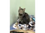 Adopt Anna a Domestic Shorthair / Mixed cat in Kalamazoo, MI (38192523)