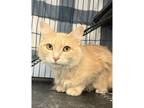 Adopt Peaches a Domestic Mediumhair / Mixed cat in Kalamazoo, MI (38192519)