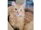 Adopt Rice Krispies a Orange or Red Tabby Domestic Mediumhair / Mixed (long