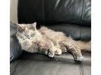 Adopt Salut a Domestic Longhair / Mixed cat in Wheaton, IL (38432953)