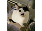 Adopt Chip a Domestic Shorthair (short coat) cat in Warner Robins, GA (38227800)