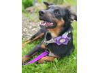 Adopt Ava a Australian Cattle Dog / Border Collie / Mixed dog in Decatur