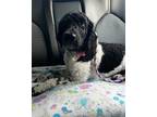 Adopt BENTLY a Poodle (Standard) / Mixed dog in Gloucester, VA (38301643)