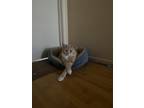 Adopt Ruby a Cream or Ivory Domestic Mediumhair / Mixed (medium coat) cat in Las