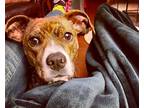 Adopt Starla a Brindle Boxer / Terrier (Unknown Type, Medium) / Mixed dog in