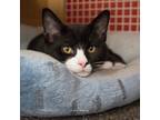 Adopt Kitten: Naughty *Featured at Petco in Columbia, MD* a Domestic Shorthair /