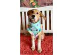 Adopt Ukulele a Labrador Retriever, Catahoula Leopard Dog