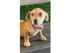 Adopt Opa a Jack Russell Terrier, Mixed Breed