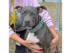 Adopt VIXEN a Blue Lacy, Mixed Breed