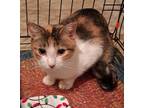 Adopt Jocelyn a Domestic Shorthair / Mixed (short coat) cat in Brainardsville