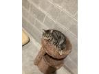 Adopt Trapper a Tiger Striped Domestic Shorthair / Mixed (short coat) cat in