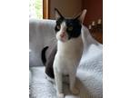 Adopt Freddie a Domestic Shorthair / Mixed (short coat) cat in Fort Collins
