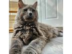 Adopt Ziggy a Gray or Blue Domestic Mediumhair / Mixed cat in Englewood
