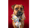 Adopt MISTY a Pit Bull Terrier, Mixed Breed