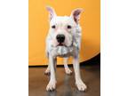 Adopt Marionette a Pit Bull Terrier, Mixed Breed