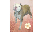 Adopt Lanie a American Staffordshire Terrier