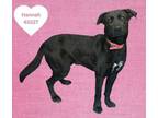 Adopt Hannah a Labrador Retriever