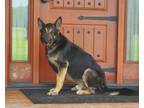 Adopt Max a Black - with Tan, Yellow or Fawn German Shepherd Dog / German