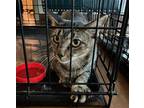 Adopt *GRETCHEN a Brown Tabby Domestic Shorthair / Mixed (short coat) cat in