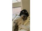 Adopt Ziggy a White - with Black Labradoodle / Mixed dog in Eugene