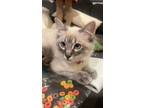 Adopt Brie a Cream or Ivory (Mostly) American Shorthair / Mixed (short coat) cat