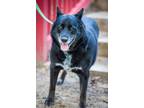 Adopt Macy a Black Australian Shepherd / Mixed dog in Indianapolis