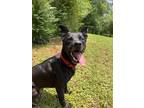 Adopt Stella a Labrador Retriever, Pit Bull Terrier